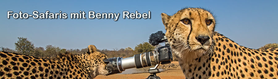 Benny-Rebel-Fotoworkshop-Fotoreise-Fotosafari-Geparde