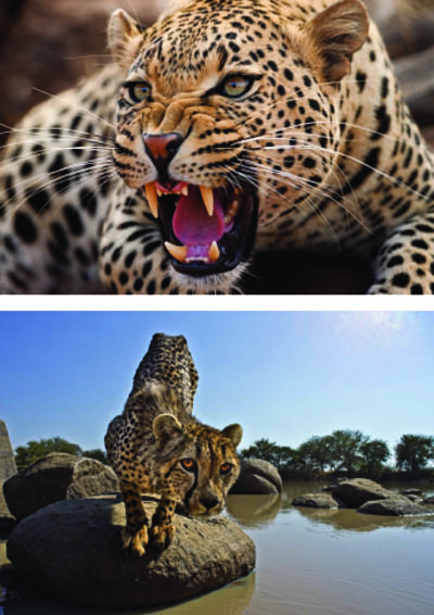 »Links oben: Der fauchende Leopard war beim Fressen. Der Geruch von Blut und Fleisch macht die Raubkatzen aggressiv, und das muss ein Tierfotograf wissen, um erstens länger am Leben zu bleiben und zweitens zur richtigen Zeit zu solchen Aufnahmen zu kommen.